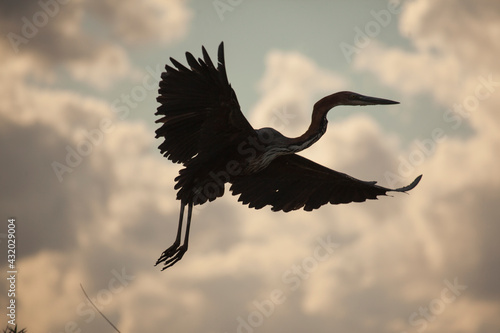 A darter flying in the Selous Game Reserve in southern Tanzania. The clouds and pale blue sky create a strong silhouette of the bird. photo