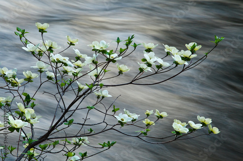 Mountain Dogwood flowering over the Merced River, Yosemite, CA