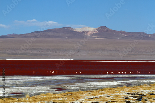 Laguna Colorada, Eduardo Avaroa Andean Fauna National Reserve, South Lipez province , Bolivia. Flamingos feeding at Laguna Colorada (or Red Lagoon).