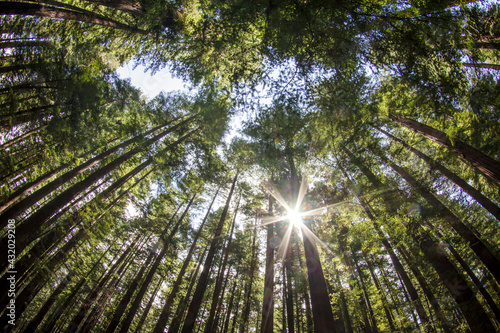 Redwoods, Humboldt Redwoods State Park, California photo