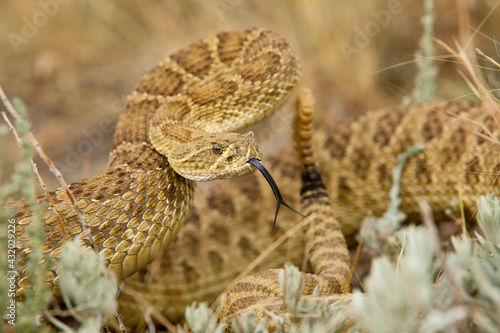 A prairie rattlesnake (crotalus viridis) is coiled and ready to strike in self-defense.