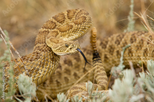 A prairie rattlesnake (crotalus viridis) is coiled and ready to strike in self-defense. photo