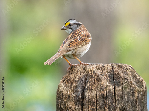 White-throated Sparrow on a post