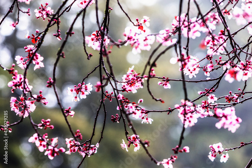Close up of plum tree blossoms in Sonoma County.