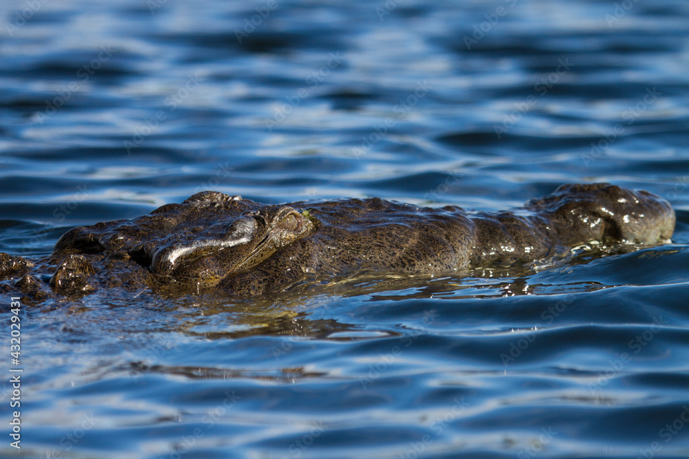 American crocodile photographed in 9 Mile Pond in Everglades National Park, Florida. American crocodile photographed in 9 Mile Pond in Everglades National Park, Florida.