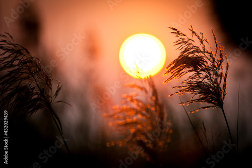 The sun sets behind the blowing wisps of tall grasses that serve as the fishing cats hideout in Sam Roi Yod, Thailand.