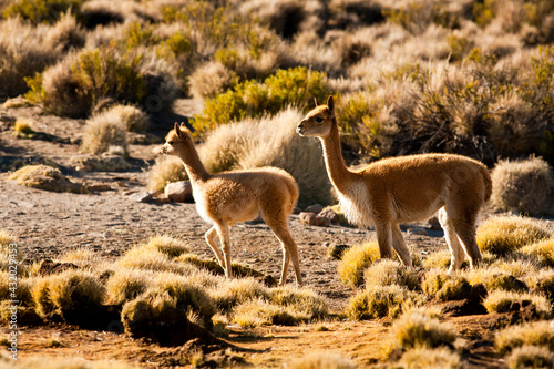 Vicunas (vicugna vicugna) forage for grasses in the puna region of the Andes in Lauca National Park in Chile. photo