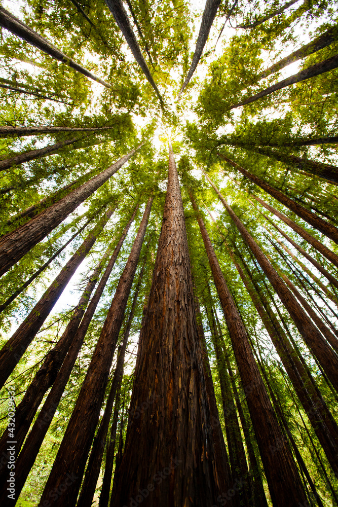 Trees in Mt. Tamalpais State Park, adjacent to Muir Woods National Monument in California, famous for its old growth Coastal Redwood trees. Trees in Mt. Tamalpais State Park, adjacent to Muir Woods National Monument in California, famous for its old growth Coastal Redwood trees.