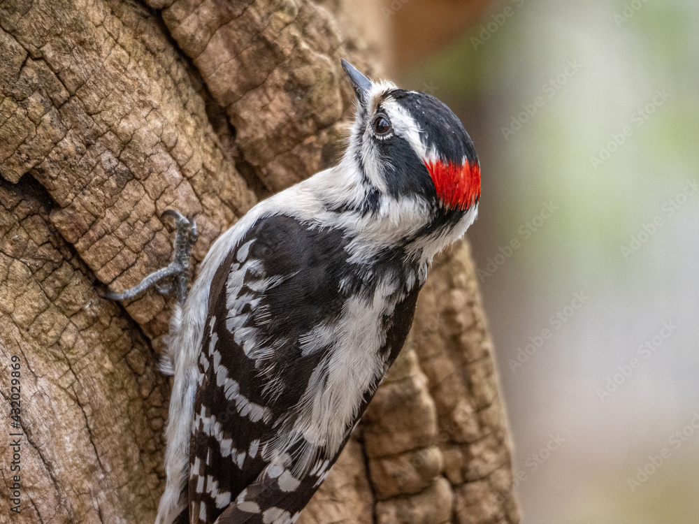 Fototapeta premium Downey Woodpecker
