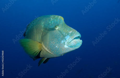 A Napoleon wrasse, also known as a humphead wrasse taken on the Great Barrier Reef..