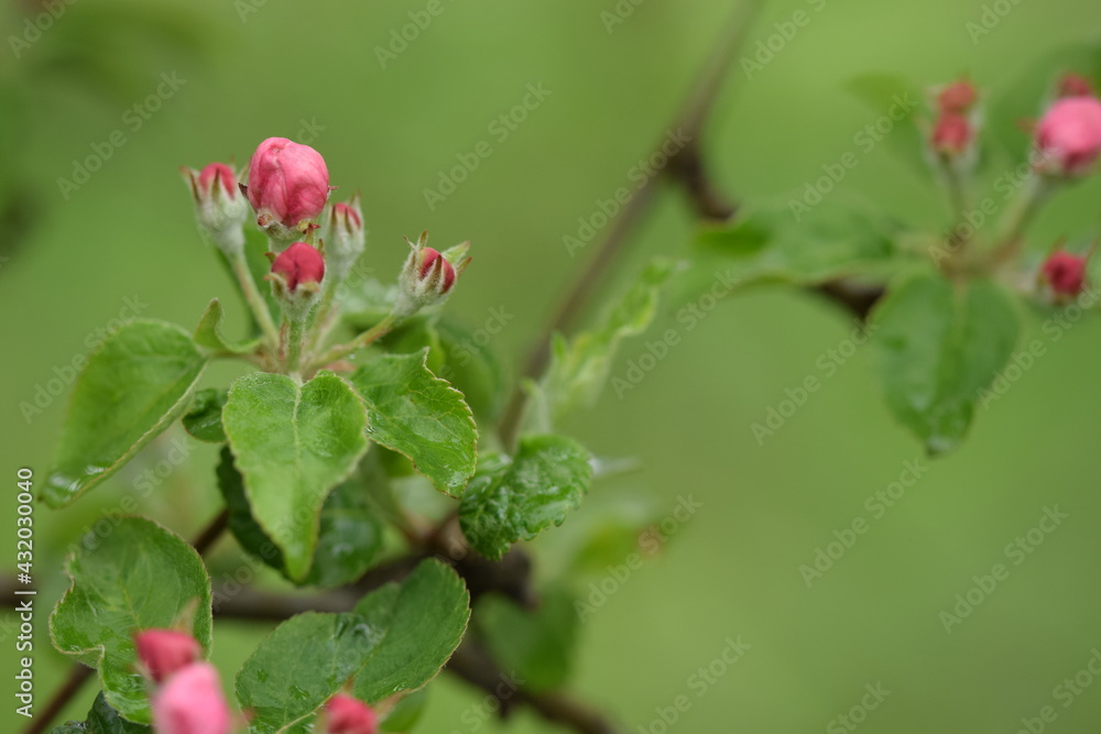 Apple pink buds, apple before blooming, background with space for text Apple pink buds, apple before blooming, background with space for text
