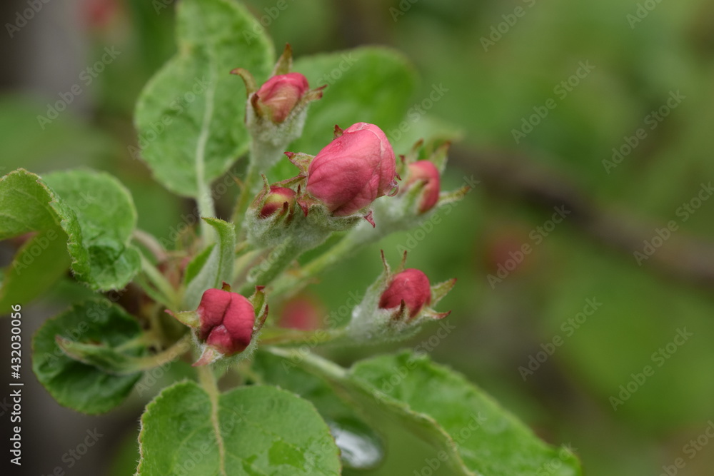 Apple pink buds, apple before blooming, background with space for text Apple pink buds, apple before blooming, background with space for text