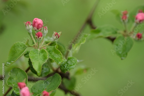 Apple pink buds, apple before blooming, background with space for text © Anna