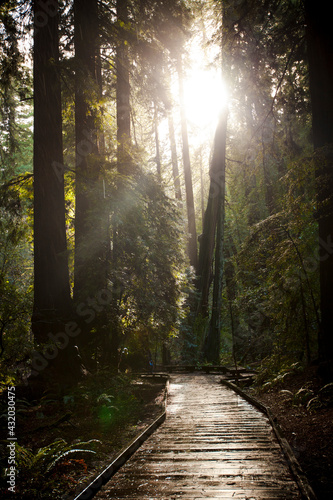 Wood path in Muir Woods National Monument in California, famous for its old growth Coastal Redwood trees. photo