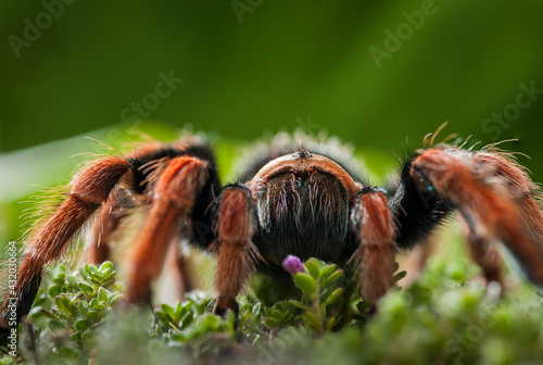 Mexican fireleg tarantula, Brachypelma boehmei, is a terrestrial tarantula native to the central Pacific coast of Mexico.