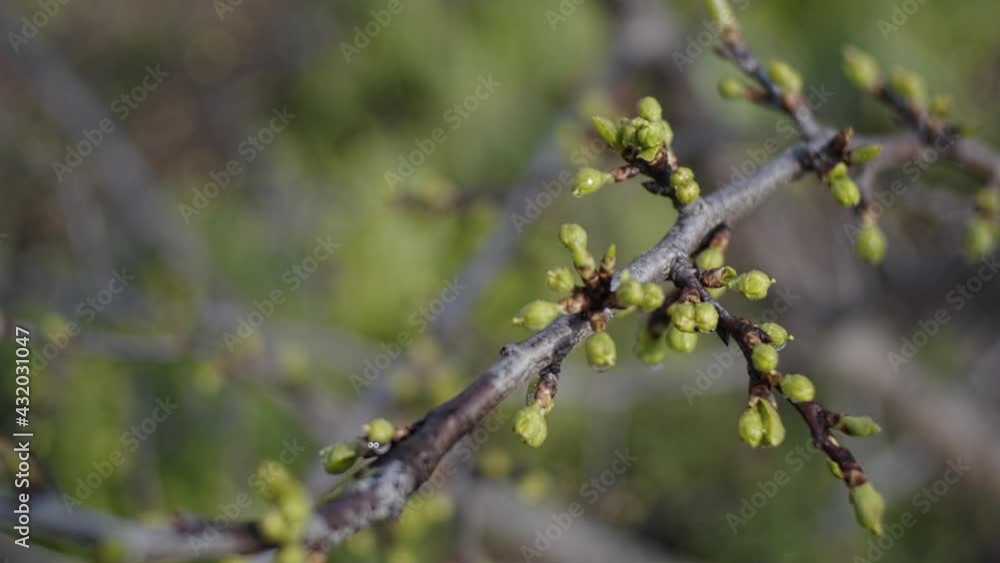Brunches with fresh new leaves. Slow motion. Shallow depth of field. Fast transition Brunches with fresh new leaves. Slow motion. Shallow depth of field. Fast transition