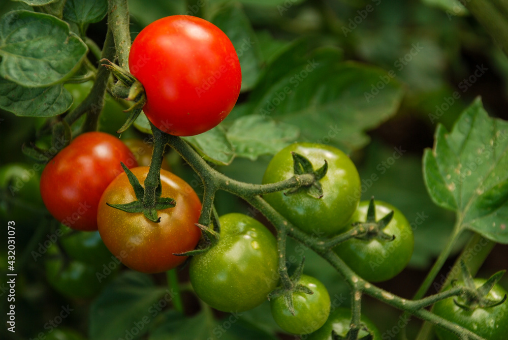 Tomatoes in different ripeness stages growing on stem