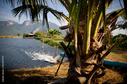 A fish farm in Sam Roi Yod, Thailand serves as a hideout, meal ticket and dwindling vestige of habitat for the endangered fishing cat (Prion Ailurus viverrinus).