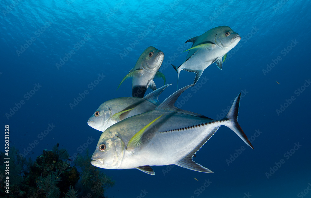 A small school of jacks in Turks & Caicos. A small school of jacks in Turks & Caicos.