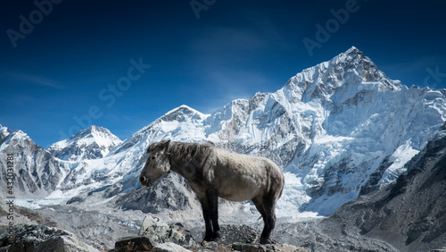 A pony, often used for carrying goods basks in the sun in Gorekshep, Nepal. photo