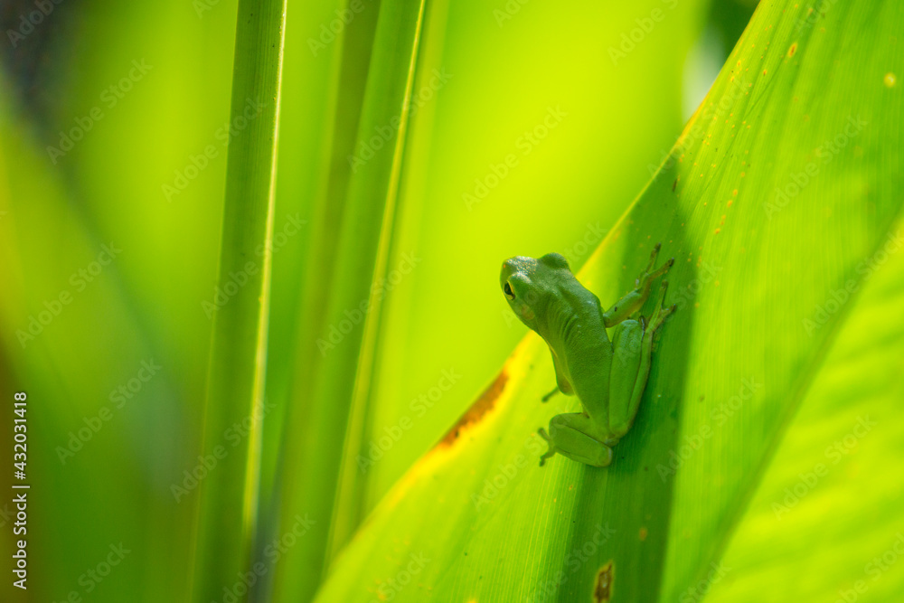 green treefrog near big cypress bend boardwalk trail green treefrog near big cypress bend boardwalk trail