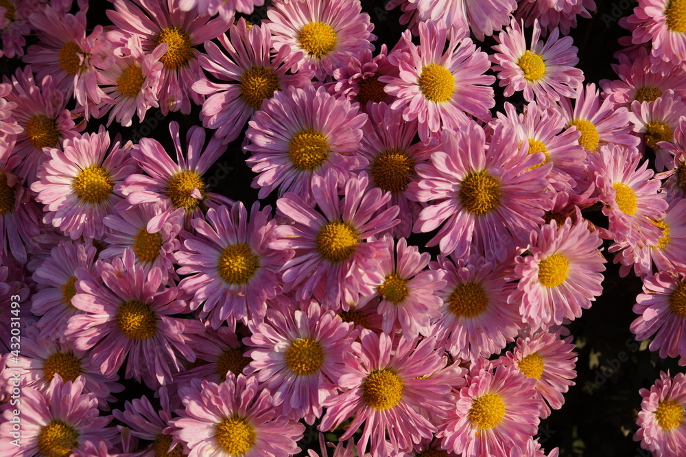 Fototapeta premium pink and yellow flowers
