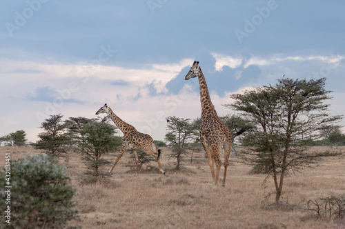 A pair of giraffes on the run in Tanzania. photo