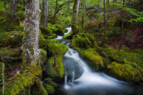 A mountain stream cascades through lush forest and moss covered boulders in North Cascades National Park, Washington. photo