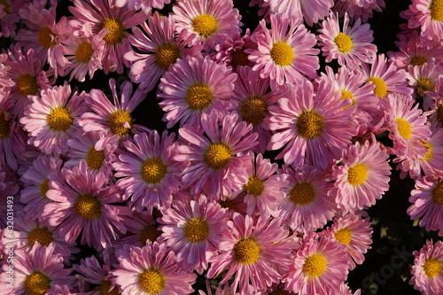 pink and yellow flowers