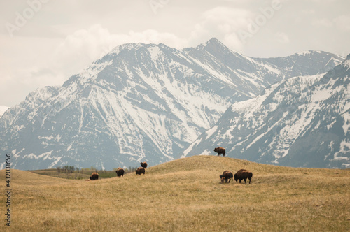 Bison herd along the Rocky Mountain Front, Alberta, Canada.