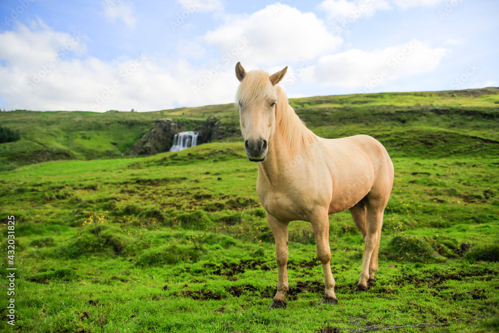 Icelandic horse with green grass and waterfall in the background. Icelandic horse with green grass and waterfall in the background.