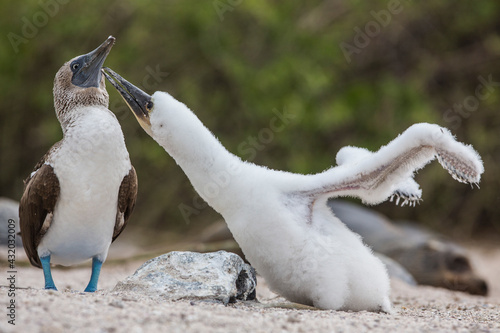 A juvenile Blue Footed booby begs for food from it's parent in the Galapagos Islands, Ecuador.
