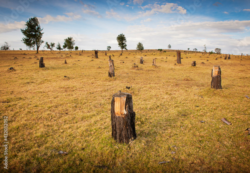 Stumps of trees where once a protected forest grew in Kenya, Africa.