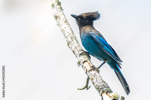 Fényképezés Stellar Jay Strikes a Brash Pose