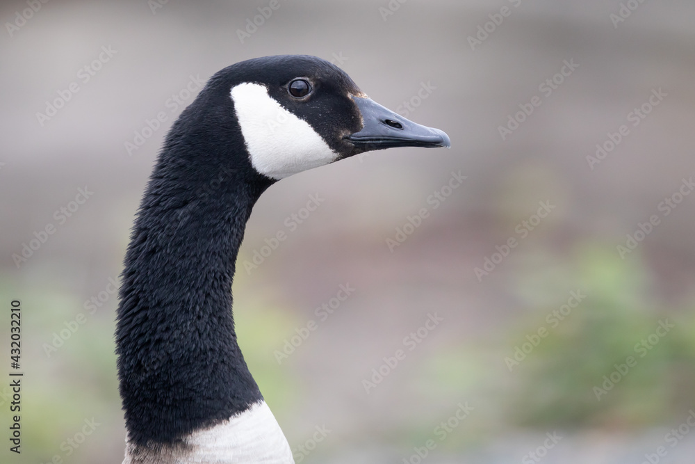 Canada Goose Holds its Ground on a Park Trail - Head Shot Canada Goose Holds its Ground on a Park Trail - Head Shot