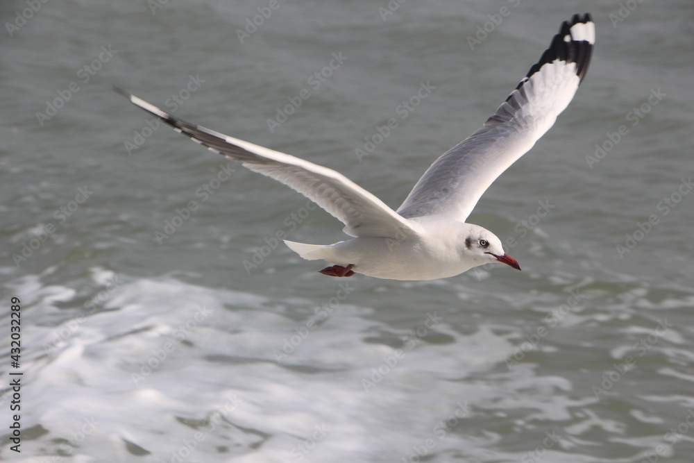 seagull in flight seagull in flight