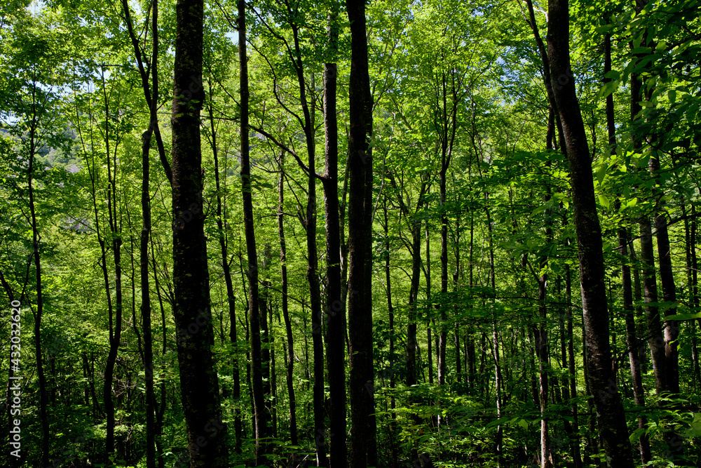 warm light on green forest on trail, blue ridge parkway warm light on green forest on trail, blue ridge parkway