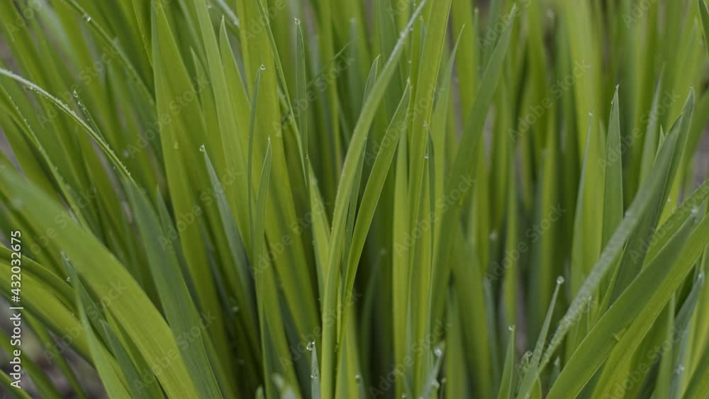Green fresh grass with droplets. Shallow depth of field Green fresh grass with droplets. Shallow depth of field