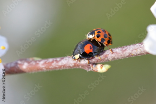 Two ladybirds mating © michael