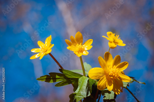 Beautiful spring flowers of yellow color. Medicinal plants.