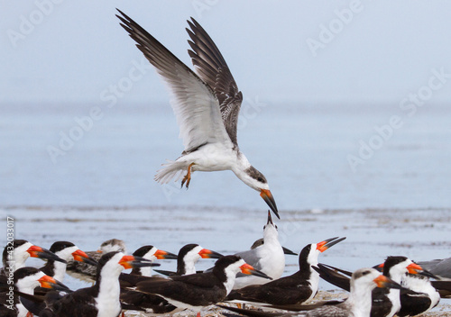 A skimmer fly over a flock in Florida Bay within Everglades National Park, Florida.