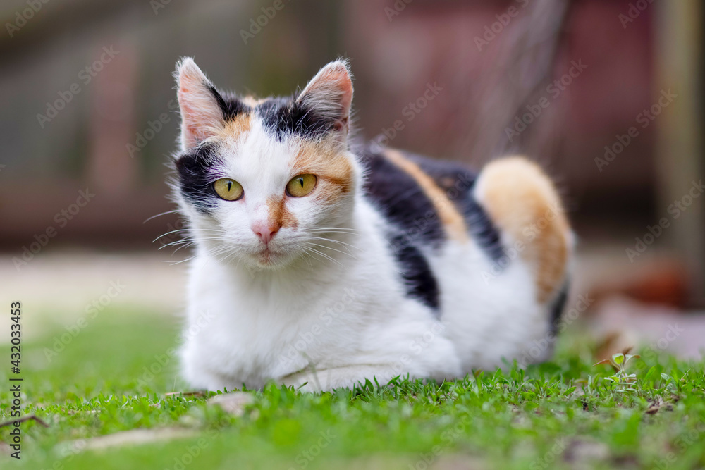 A cute cat is lying on green grass and looking at camera. A cat outdoors