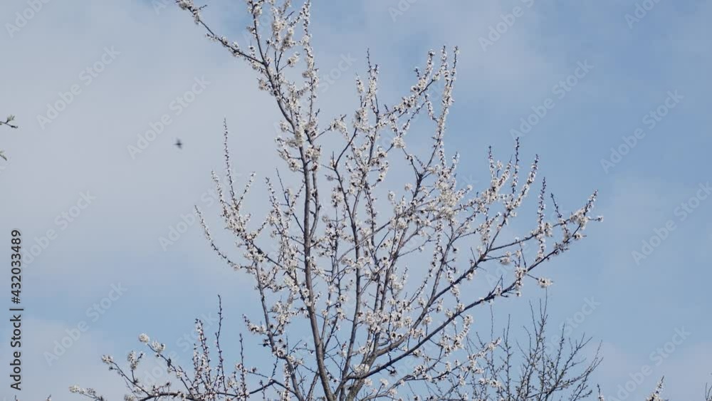 Blooming fruit tree brunches and blue sky, slow motion Blooming fruit tree brunches and blue sky, slow motion