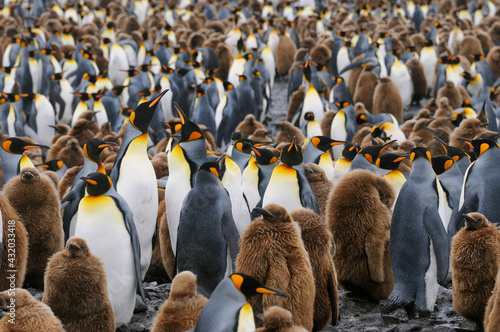 King Penguins, Salisbury Plain, South Georgia. photo