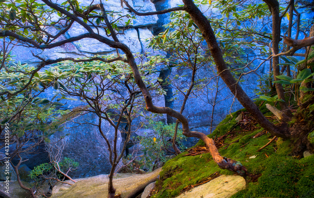 Rhododendron bushes on the slopes of Grandfather Mountain, North Carolina Rhododendron bushes on the slopes of Grandfather Mountain, North Carolina