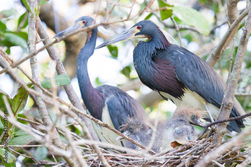 Tri colored herons and chicks photographed in the Everglades watershed within Big Cypress National Preserve, Florida. photo