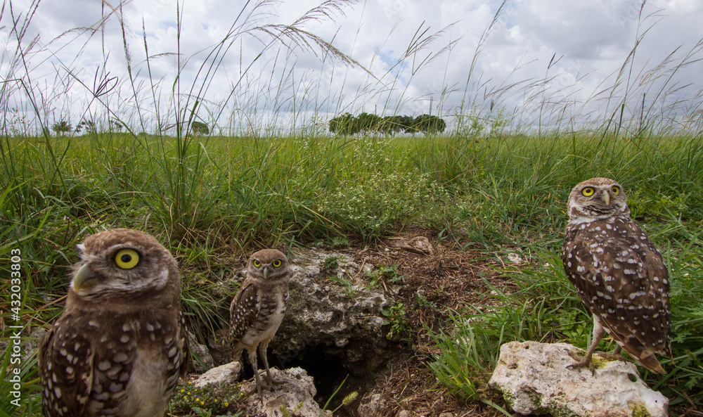 Burrowing owls photographed from a hidden camera outside their burrow