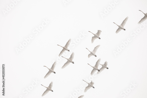 Migrating tundra swans fly over Glacier National Park, Montana. photo