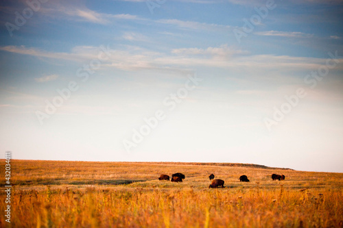 A small herd of bison were introduced to Tallgrass Prairie National Preserve.