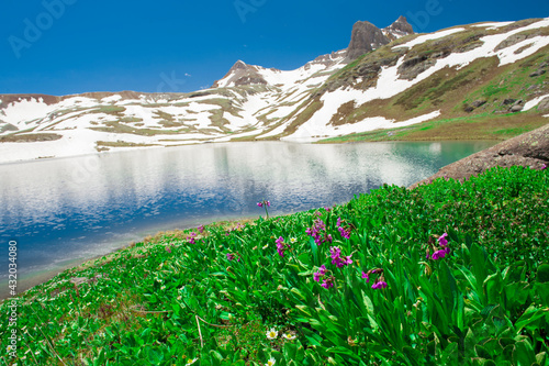 Ice lake Basin, CO: Purple wildflowers bloom in a meadow along side Ice Lake